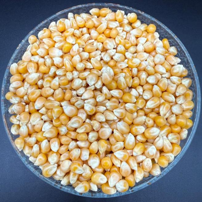 CORN SEEDS (مکئی کے دانے)